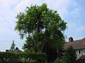 2002-0716Oldtree